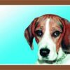 Barevná cedulka Pozor pes, Beagle