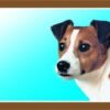 Barevná cedulka Pozor pes, Jack Russel terier